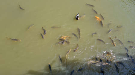 Muddy pond with many different fishの写真素材