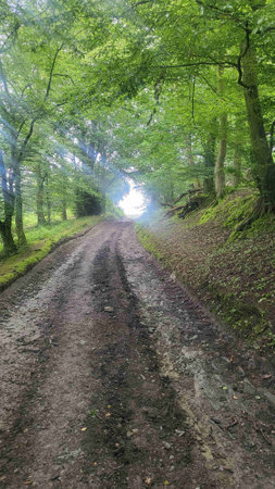 Narrow, tree-lined forest path winds through a dense forest. The sun breaks through the canopy of leaves and casts long shadows on the ground.の写真素材