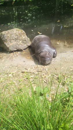A hippopotamus lies relaxed on the shore of a small lake. The animal is mostly hidden in the shadow of a large rock, only its massive body is visible.の写真素材