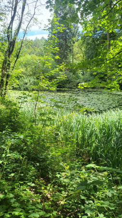 A tranquil pond nestled deep within a lush, green forest.の写真素材