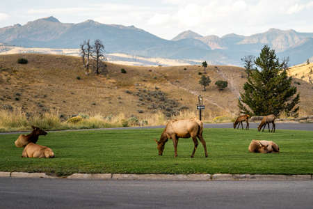 Deer elk wildlife animals in Yellowstone national park in Wyoming , United States of America