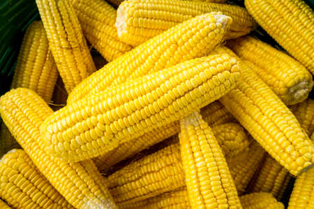 Corns freshly collected in an eco farm.の写真素材
