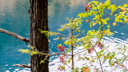 Jiuzhaigou, the China National Park, in autumn.の写真素材