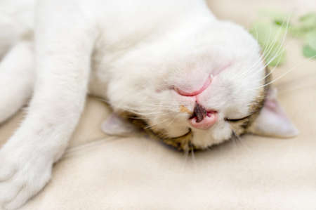 Sleeping funny cat.の写真素材