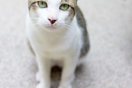 Eye contact of the funny cat asking for food.の写真素材