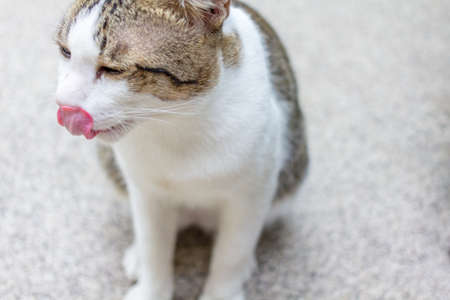 Funny cat finishes its food.の写真素材