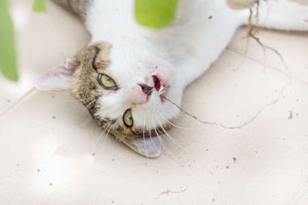 Funny cat enjoys its catmint.の写真素材