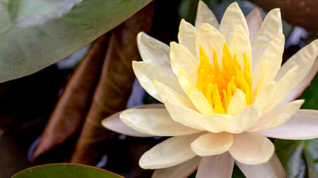 Yellow lotus in the pond.の写真素材