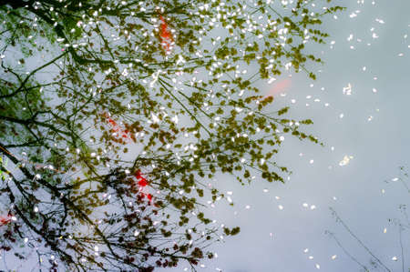 Chinese park at West Lake of Hangzhou.の写真素材