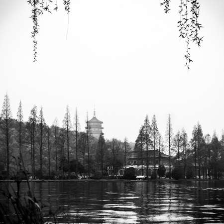 Trees in silhouette.の写真素材