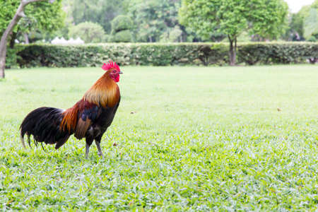 Rooster in a park.の写真素材