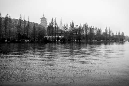 Trees in silhouette.の写真素材