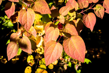 Changing to red colour leaves, a transition to autumn.の写真素材