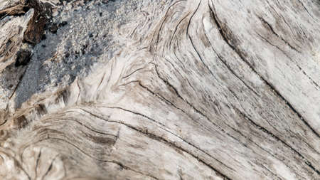 Old and natural wood texture on a beach for background.の写真素材