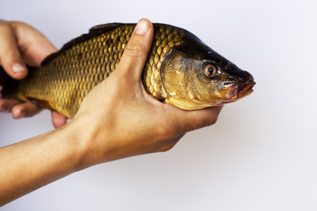 live river fish carp in hand close-upの写真素材