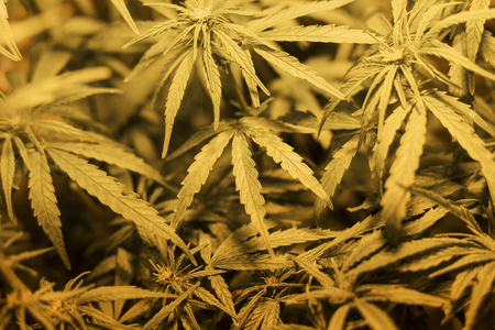 cannabis leaves sativa background, ,marijuana plant leaf close-upの写真素材