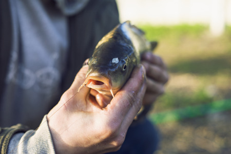 Fisherman on the lake caught a carp. hooked carp. vacation fishing conceptの写真素材