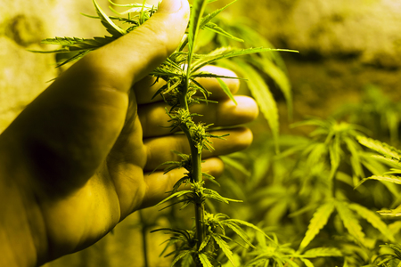 growing young cannabis plant  flowers, buds with white sigmas, marijuana inflorescences close-upの写真素材