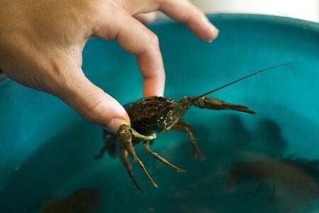 hand pulls crayfish out of a bowl close up