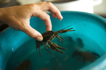 hand pulls crayfish out of a bowl close up