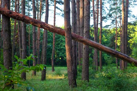 a tree felled from a strong hurricane, the wind broke a pine in the forest close-upの写真素材