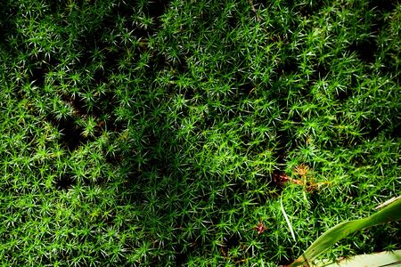 forest green moss texture, very beautiful young grass background ,coniferous moss close-upの写真素材