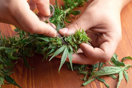Grover cuts fresh buds of medical cannabis,trimming and pruning   marijuana on wooden table.