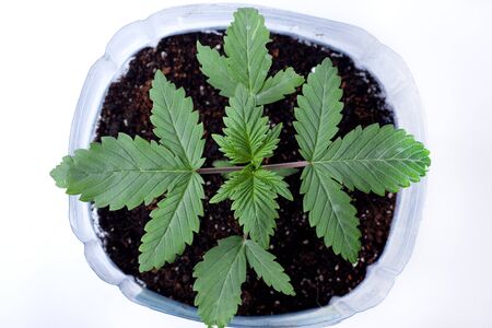 Young medicinal marijuana plant in a pot with earthen soil  and green leaves on white background,indoor grow cannabis top view.の写真素材