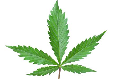 green leaf of cannabis on a white background close upの写真素材