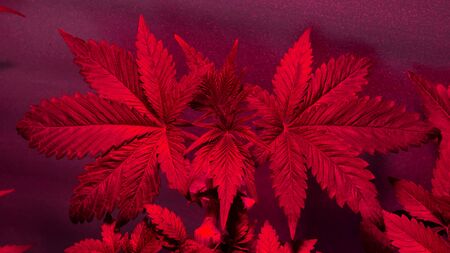 beautiful marijuana plants under LED light.cannabis leaves in trend colors.の写真素材