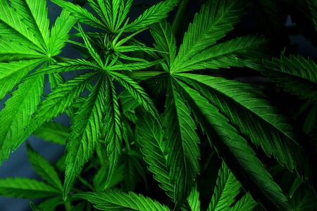 Leaves marijuana  on dark background, Beautiful medicinal  cannabis  background, indoor cultivation.の写真素材