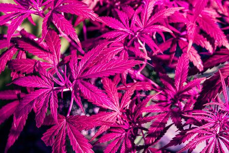 cannabis plant leaves in grow under purple pink LED lights.growing marijuana blurred