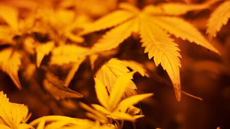 Indoor cultivation cannabis under discharge lamps warm yellow lighting,growing marijuana, cannabis leaves bottom viewの写真素材