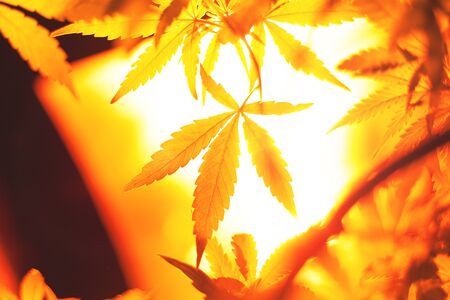 cannabis growing lamp.indoor lighting for plantsの写真素材