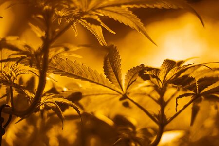 Indoor cultivation cannabis under discharge lamps warm yellow lighting,growing marijuana, cannabis leaves bottom viewの写真素材