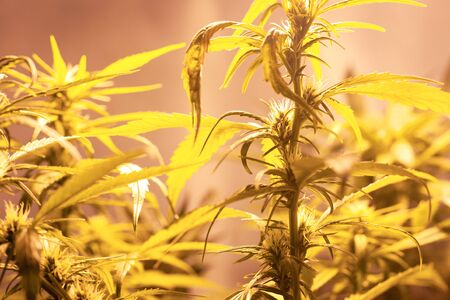 cultivation medicinal green cannabis buds. grow indoor marijuana under a sodium discharge lamp warm...