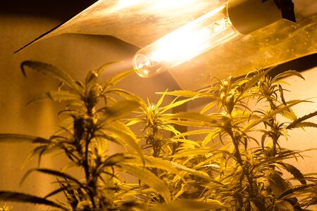 cultivation medicinal green cannabis buds. grow indoor marijuana under a sodium discharge lamp warm spektr.の写真素材