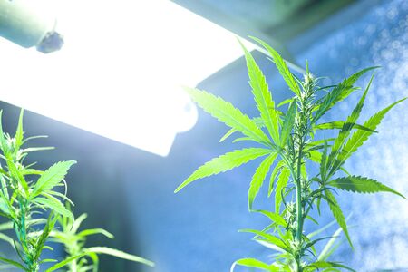 indoor cannabis cultivation , growing hemp indoors under lamps.