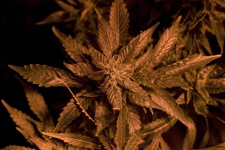 grow medical cannabis buds. artificial conditions for the growth of marijuana.の写真素材