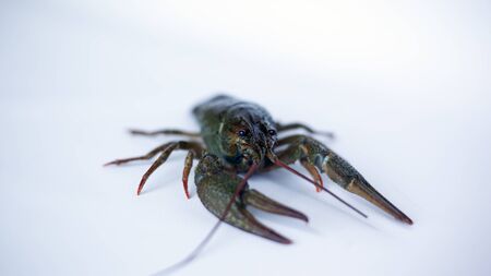 live crayfish on a white background close-up.