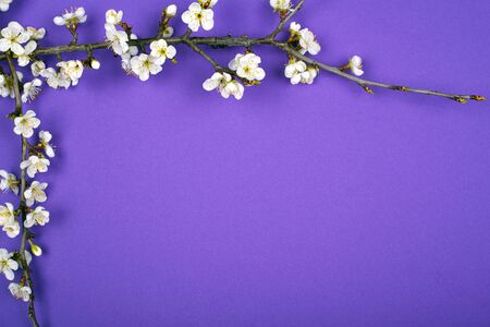 blooming twigs  apricots spring purple beauty 
background layout flat lay.
の写真素材