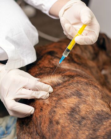 The doctor the veterinarian makes an injection to a lobed dog. ambulance for animals.の写真素材