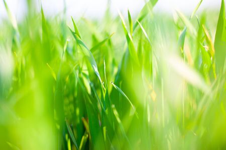 morning green grass in the sun with dew drops and beautiful bokeh background.