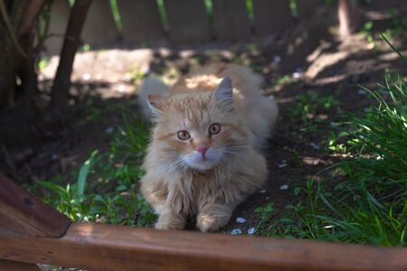 red fluffy cat resting in the shade.
の写真素材