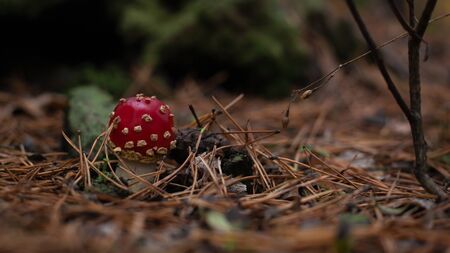 young fungus, poisonous red fly agaric in a pine forest close-up.