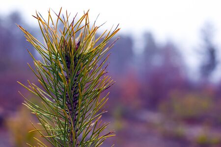 sprig of coniferous evergreen pine on blurred forest background with dew drops on needles. close-up.