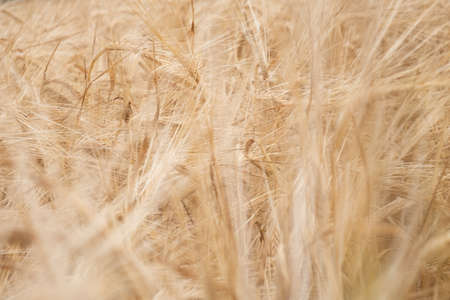 golden wheat field ,ears of grain background close up.の写真素材