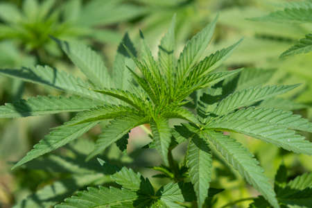beautiful green medical cannabis leaves in the sun.