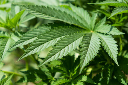 green cannabis  leaf, indica vegetative growth stage close up.