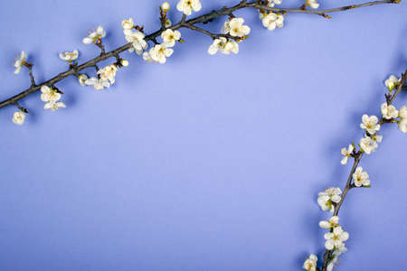 branches with white flowers of cherry on a violet background top view copy space.の写真素材